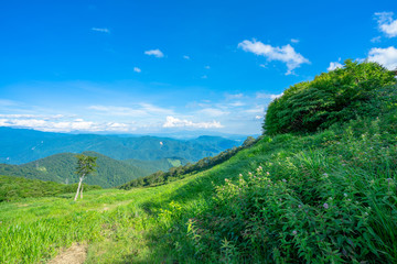 Fototapeta premium 谷川岳 登山 トレッキング 避暑 高地 高原