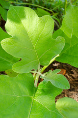 White Garden Egg Plant