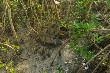 Many Fiddler Crab (Uca forcipata) or Ghost crab emerging from its burrow and walking on mudflats in mangrove forest during low tide. 