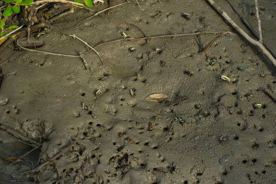 Many Fiddler Crab (Uca Forcipata) Or Ghost Crab Emerging From Its Burrow And Walking On Mudflats In Mangrove Forest During Low Tide. 