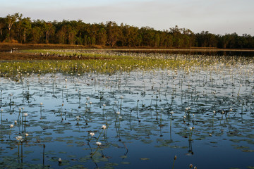 Leaning Tree Lagoon, with water lilies (Nymphaea violacea), birds and fringing forest