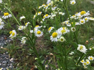 field of daisies