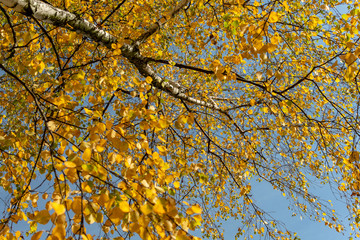  Yellow autumn foliage of a white birch against the blue sky on a sunny day
