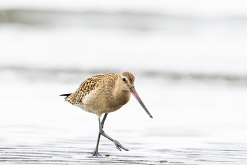 オオソリハシシギ幼鳥(Bar-tailed Godwit)