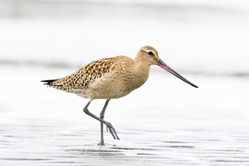 オオソリハシシギ幼鳥(Bar-tailed Godwit)