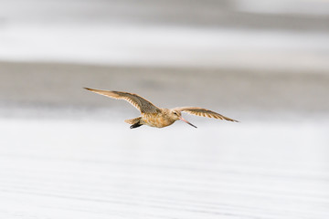 オオソリハシシギ飛翔 (Bar-tailed Godwit)