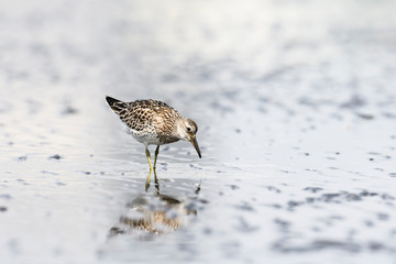オバシギ幼鳥(Great Knot)