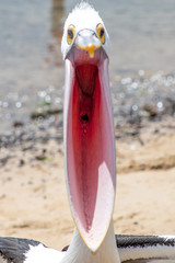 Australian Pelican