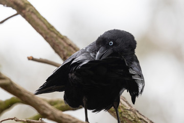 Little Raven in Australia