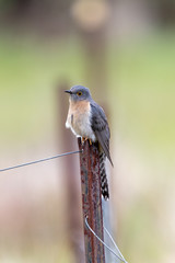 Fan-tailed Cuckoo in Australia
