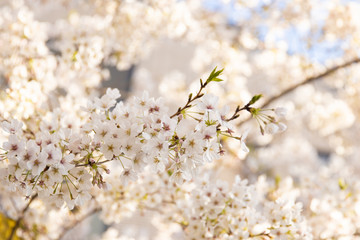 桜