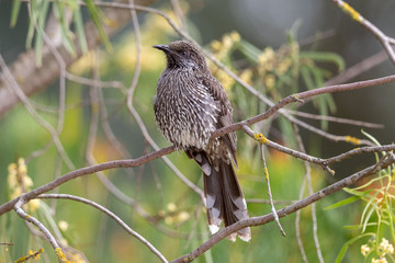 Little Wattlebird in Australia