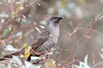 Little Wattlebird in Australia