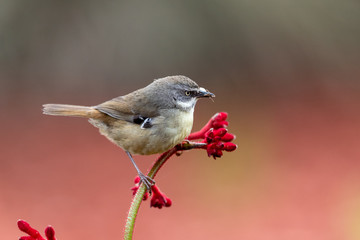 White-browed Scrubwren in Australia