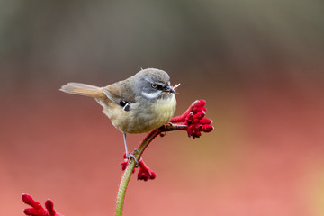 White-browed Scrubwren in Australia