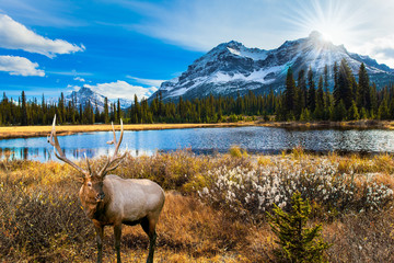 Gorgeous Canadian deer graze