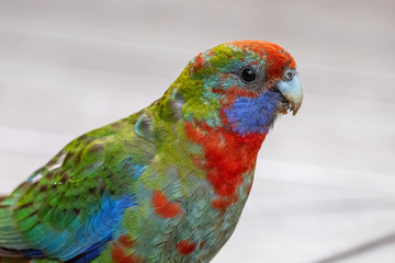 Crimson Rosella in Australia