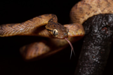 Cat Snake or Boiga Species seen at Night in Amboli,Maharashtra,India