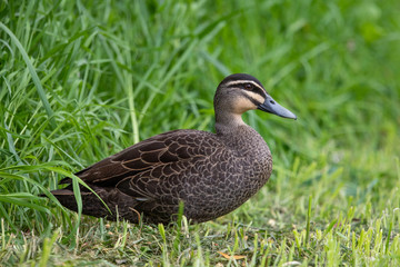 Pacific Black Duck in Australia