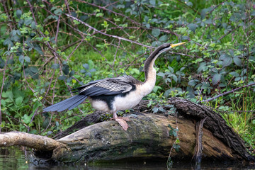 Australian Anhinga / Darter