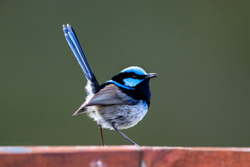 Superb Fairywren in Australia