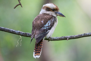 Laughing Kookaburra in Australia © Imogen