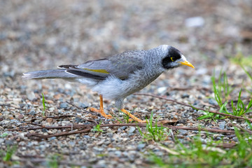 Noisy Miner in Australia