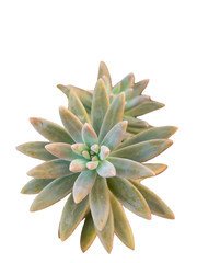 Isolated of succulent plant