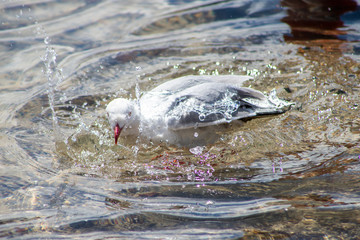 SIlver Gull in Australia