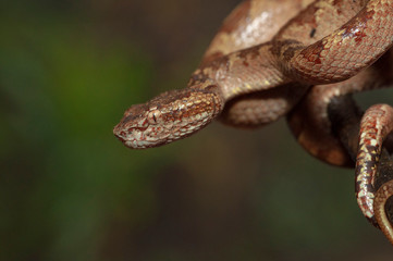 Malabar Pit Viper seen at Night in Amboli,Maharashtra,India