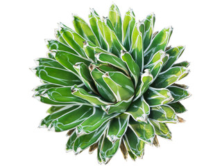 Isolated of cactus call Agave Victoria-Reginae in top view