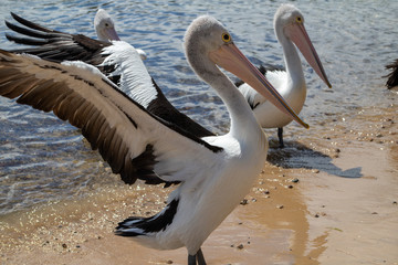 Australian Pelican in Australia