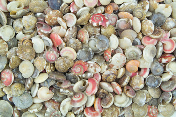 Many tropical colorful snail seashells mixed together as background. 