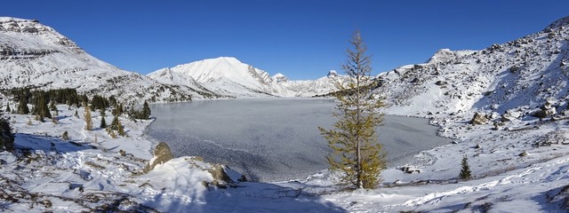 Isolated Single Larch Tree at Frozen Ice Covered Ptarmigan Lake and Distant Snowcapped Mountain Peaks Wide Panoramic Landscape on a Sunny Autumn Day in Banff National Park, Alberta Canada