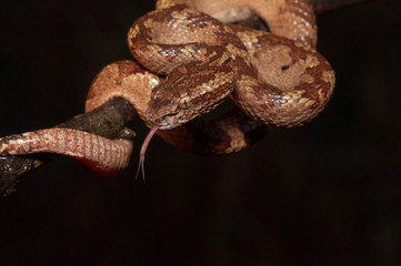 Malabar Pit Viper seen at Night in Amboli,Maharashtra,India