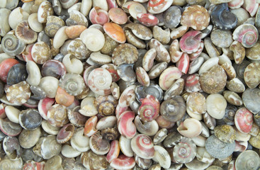 Many tropical colorful snail seashells mixed together as background. 