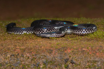 Khaire's Shield tail Snake or Melanophidium khairei seen at Amboli,MAharashtra,India