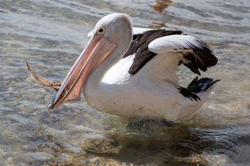 Australian Pelican in Australia
