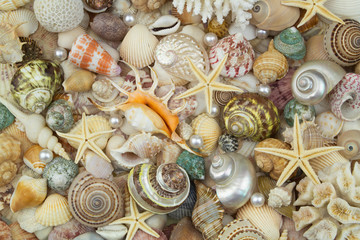 Different seashells, starfish and corals, ocean life concept