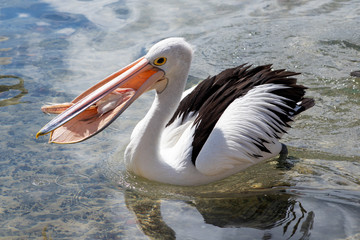 Australian Pelican in Australia