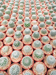 Green cactus in ball shapre with white thorn in red cultivation bowl background