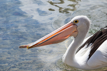 Australian Pelican in Australia