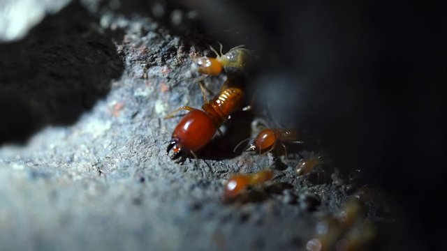 Termite soldiers and termites are working.