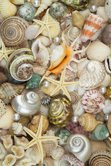 Peals, corals starfishes and seashells, sea life theme.