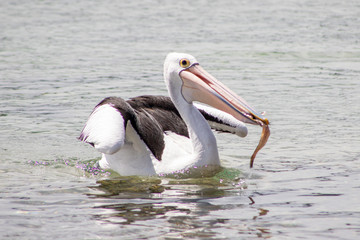 Australian Pelican in Australia