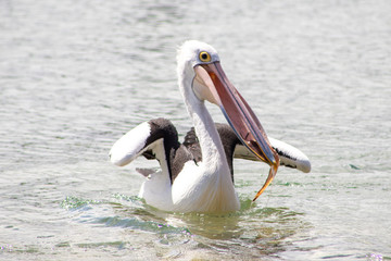 Australian Pelican in Australia