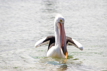 Australian Pelican in Australia