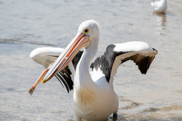 Australian Pelican in Australia