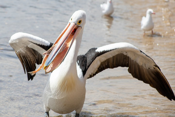 Australian Pelican in Australia