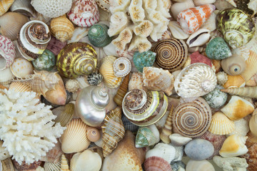 Many colorful seashells and corals pattern